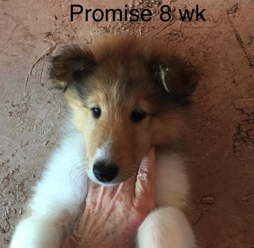 Promise 8wks